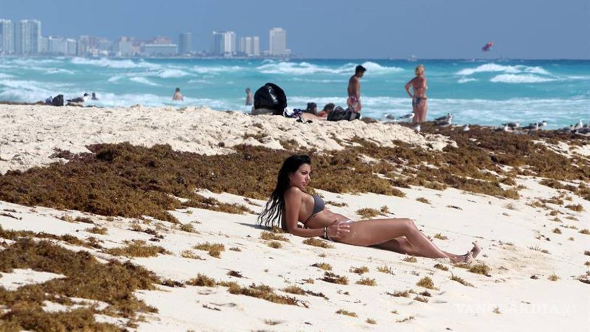 $!La plaga del sargazo marca un repunte en las playas del Caribe mexicano