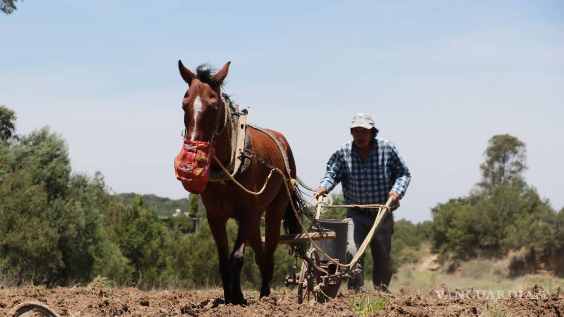‘Sequía no amenaza al campo en Coahuila’