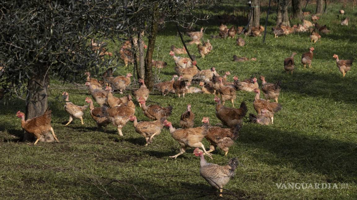 $!El precio de la carne subió un 2.2 % debido a que los precios de la carne de aves de corral aumentaron por la guerra en Ucrania y los brotes de gripe aviar.
