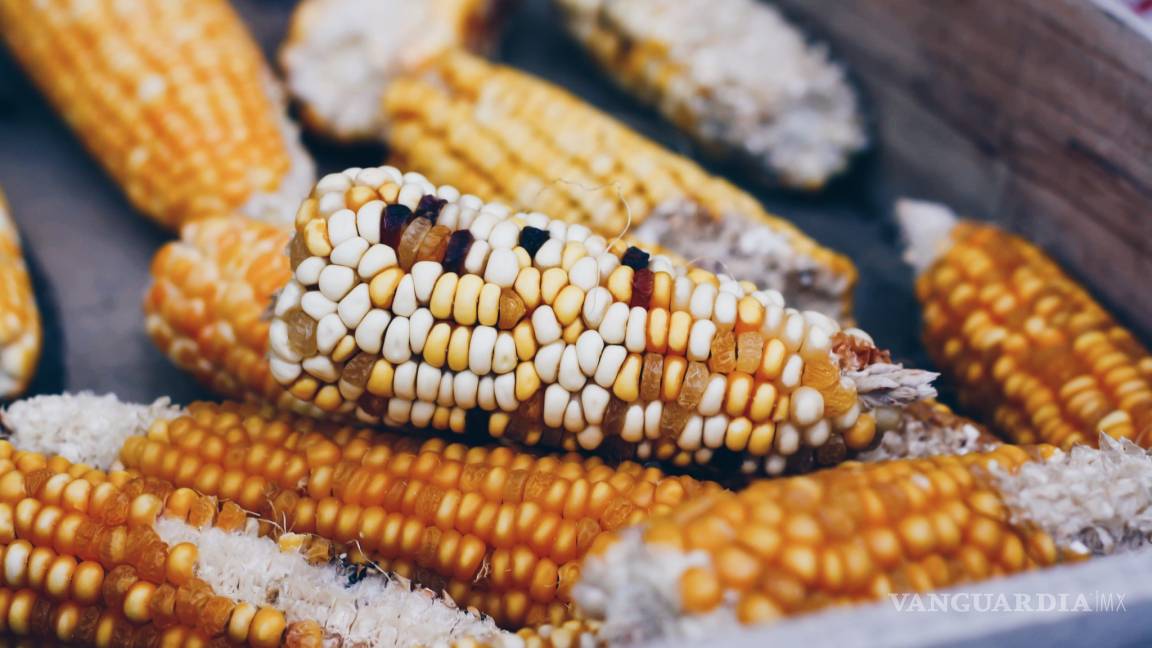 Una Nueva ley de maíz frena la biotecnología