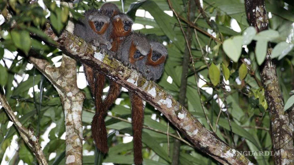WWF descubre 381 nuevas especies en Amazonía de Brasil en dos años