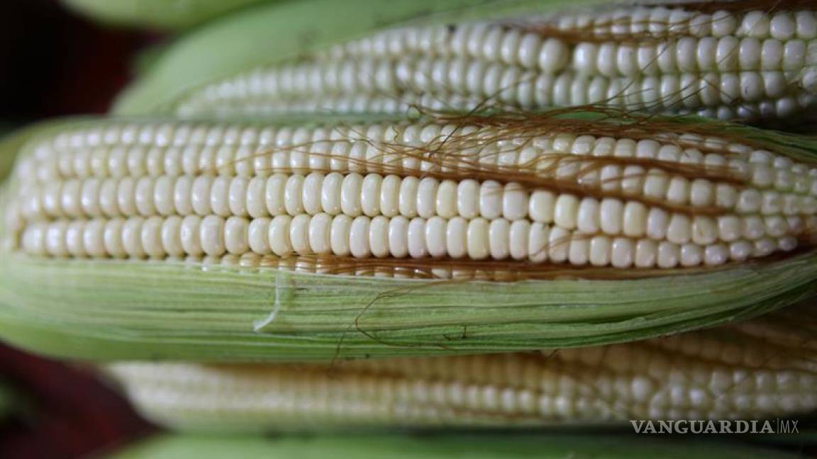 Tipo de maíz mexicano reduciría uso de fertilizantes, según estudio