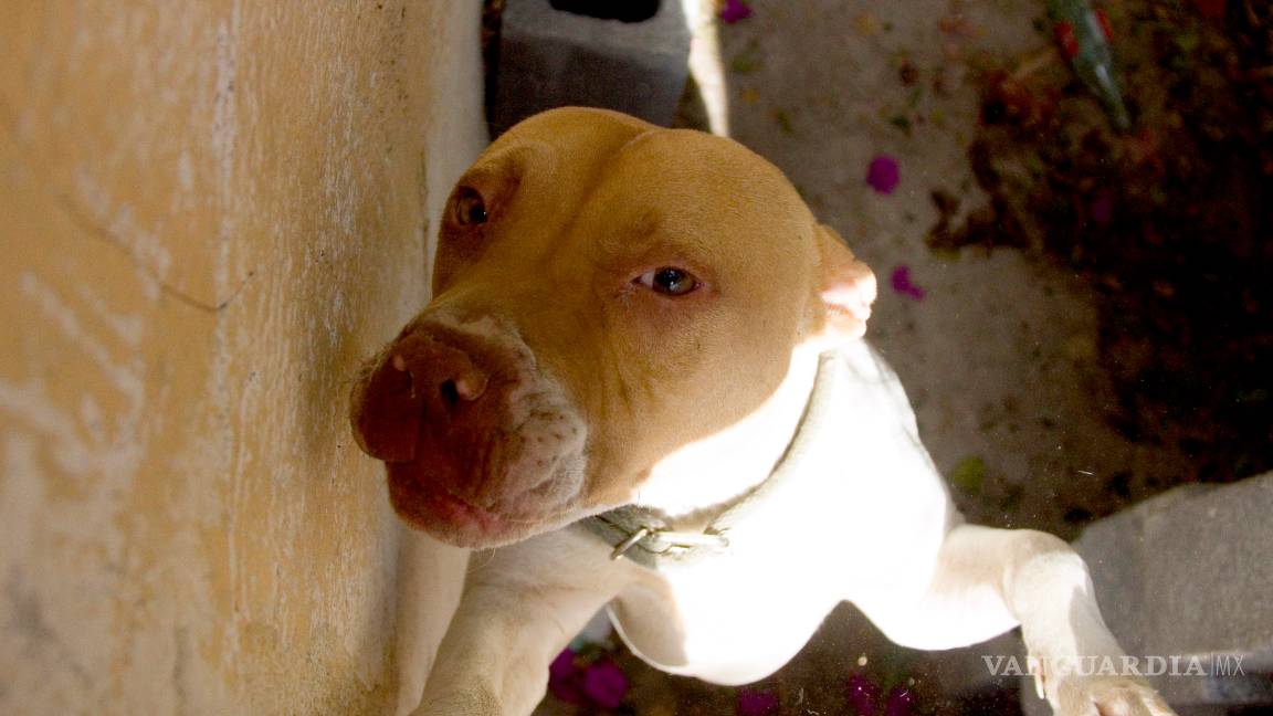 $!Aumenta hasta 300% abandono de perros pitbull en Saltillo, casi todos son sacrificados