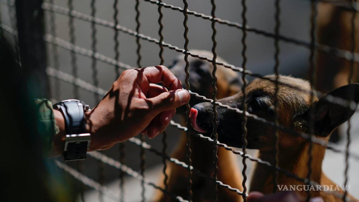 $!Un soldado interactúa con un cachorro de pastor belga malinois en el Centro de Producción Canina del Ejército y Fuerza Aérea Mexicanos.