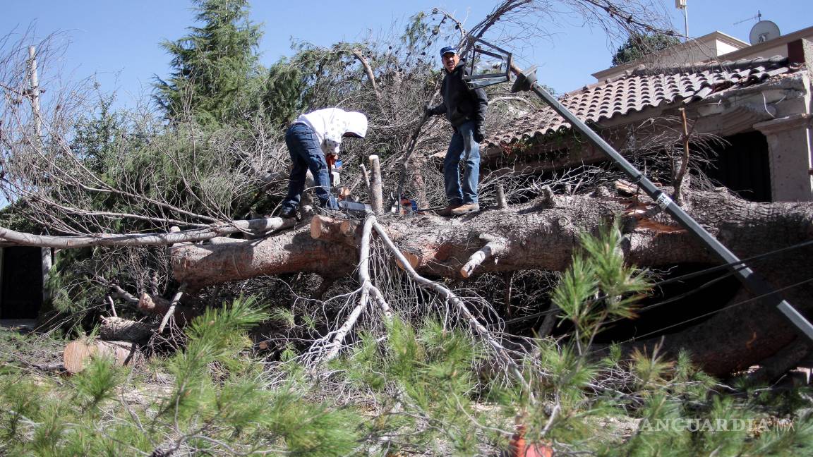 $!Arboles caídos, apagones y más daños provoca el viento de Saltillo