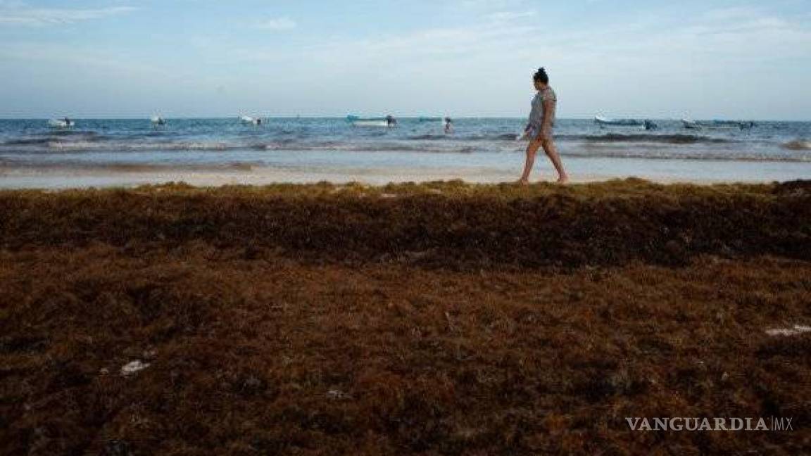 Sargazo excesivo se extiende en la Riviera Maya