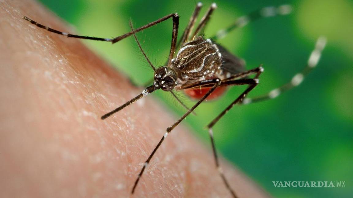 Piedras Negras; piden autoridades a ciudadanía permitir fumigar contra el dengue