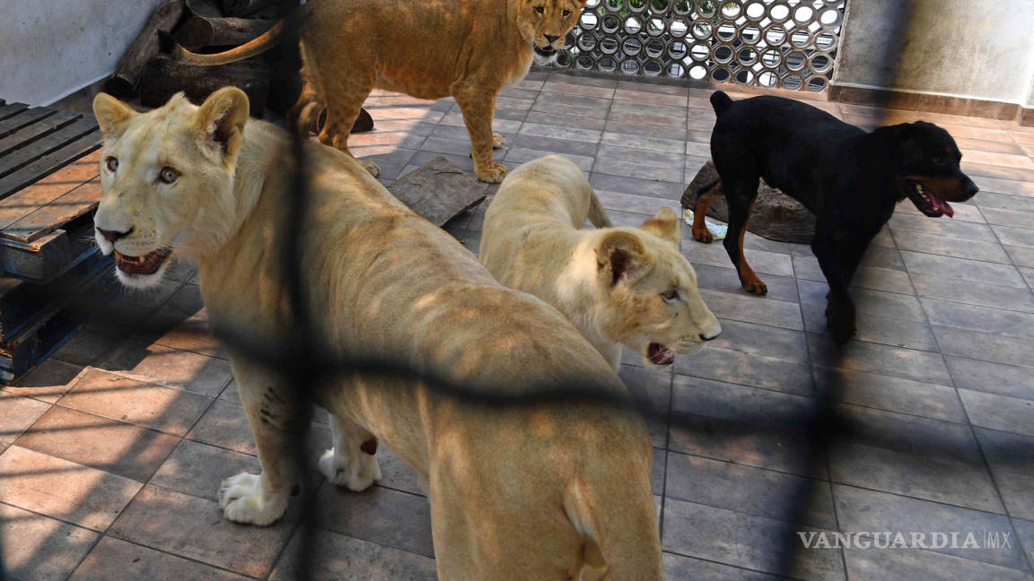 Ciudadano de la CDMX tiene de mascotas tres leones blancos en casa