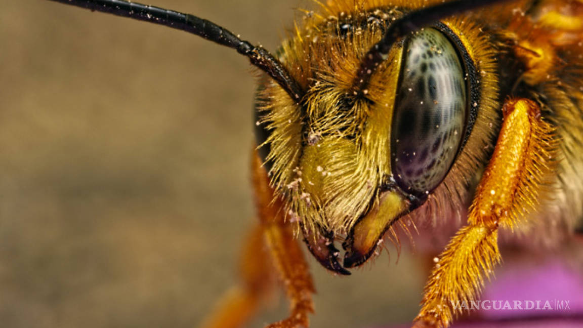 Va Cuba por abejas ‘alteradas’