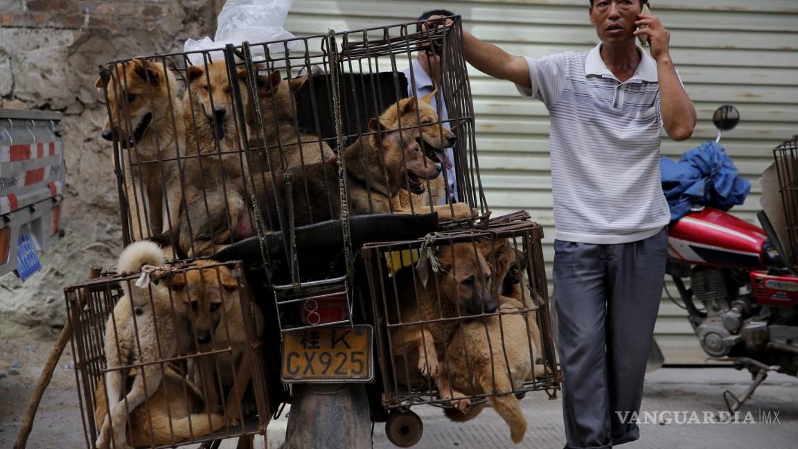 Pese a protestas, China celebra su mayor festival de carne de perro