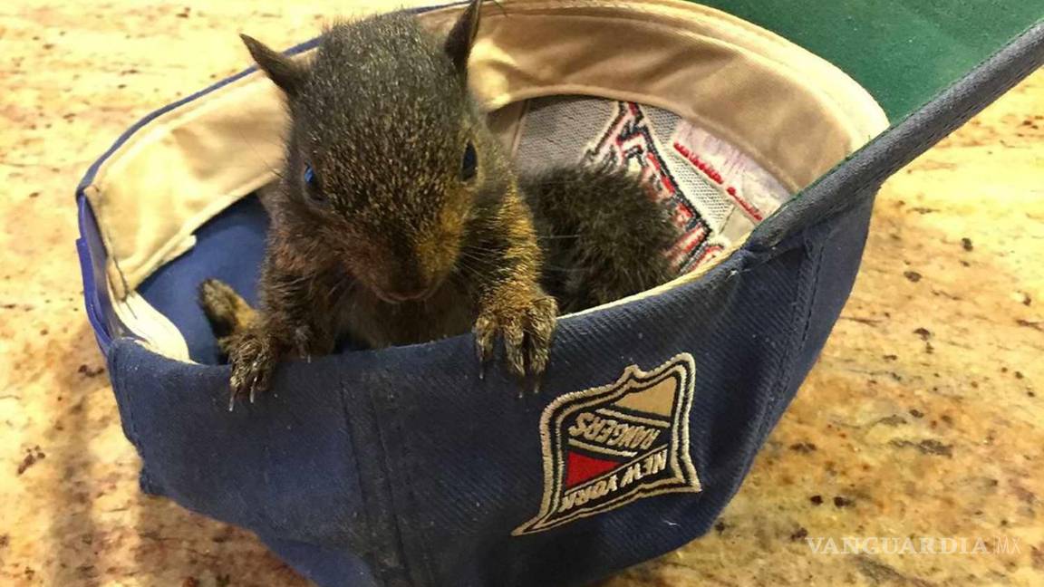 $!#Justiceforpeanut; la muerte de una ardilla podría impactar elecciones de EU