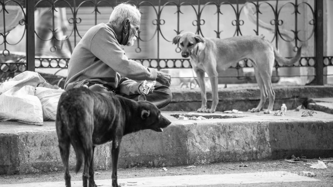 México en primer lugar con más perros callejeros a nivel mundial