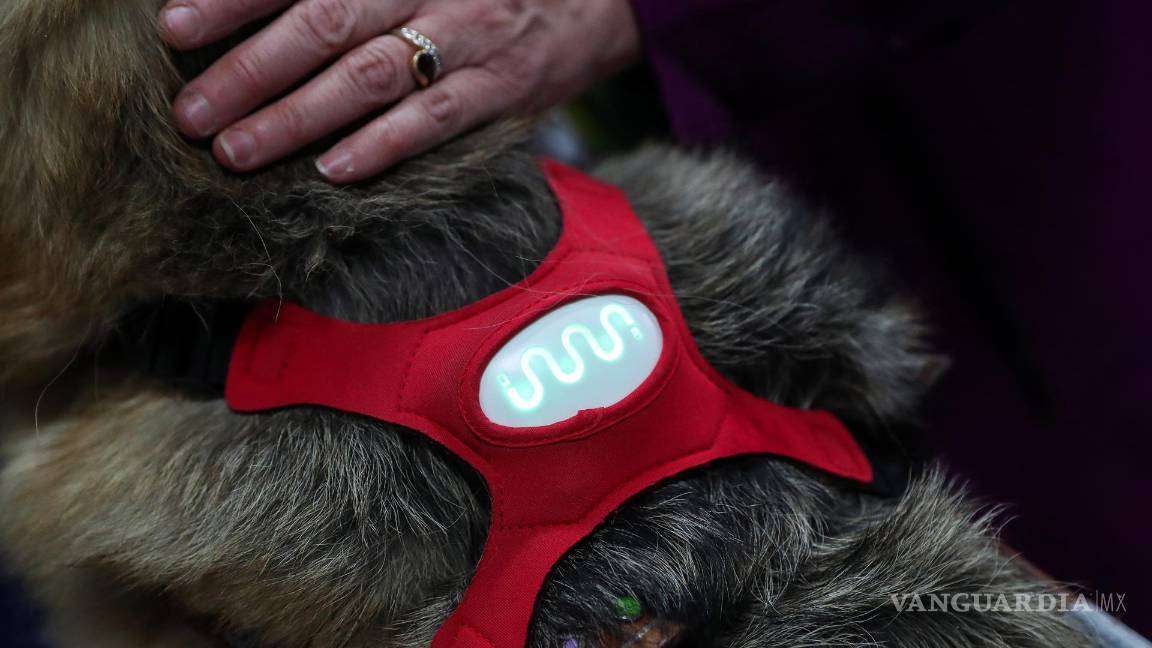 $!El collar inteligente para perros Invoxia, que mide la frecuencia cardíaca para controlar el estrés y la felicidad de un perro. EFE/EPA/Caroline Brehman