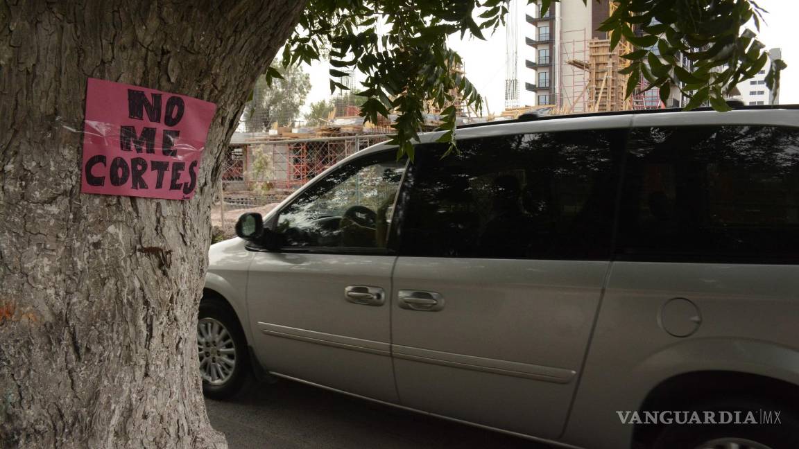 $!La Dirección de Medio Ambiente del Municipio de Saltillo aseguró que no hay intenciones ni peticiones de cortar el árbol.