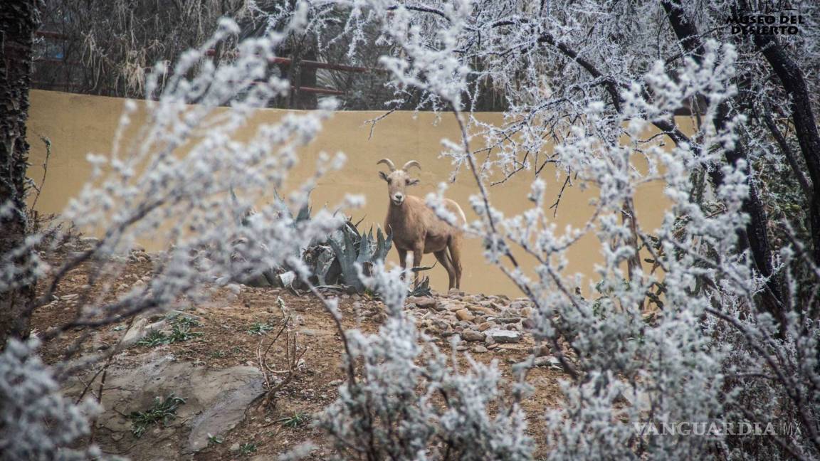 Las mejores postales del MUDE tras la nevada (FOTOS)