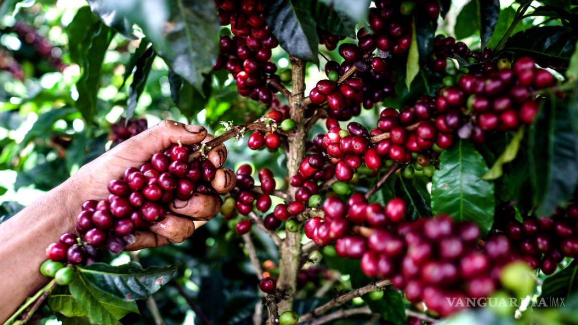 Una travesía por las montañas de Colombia en busca de un café casi perfecto