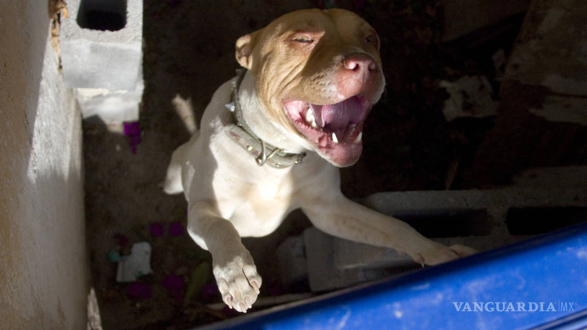 Aumenta hasta 300% abandono de perros pitbull en Saltillo, casi todos son sacrificados