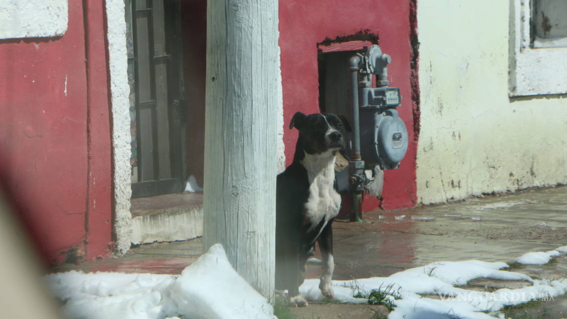 Enferman mascotas por bajas temperaturas en Coahuila