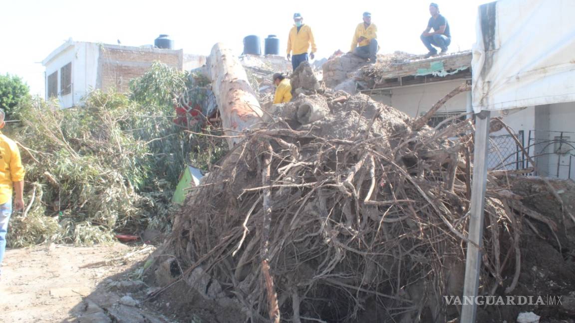 Siguen los trabajos para retirar árboles caídos en viviendas tras tromba en San Pedro, Coahuila