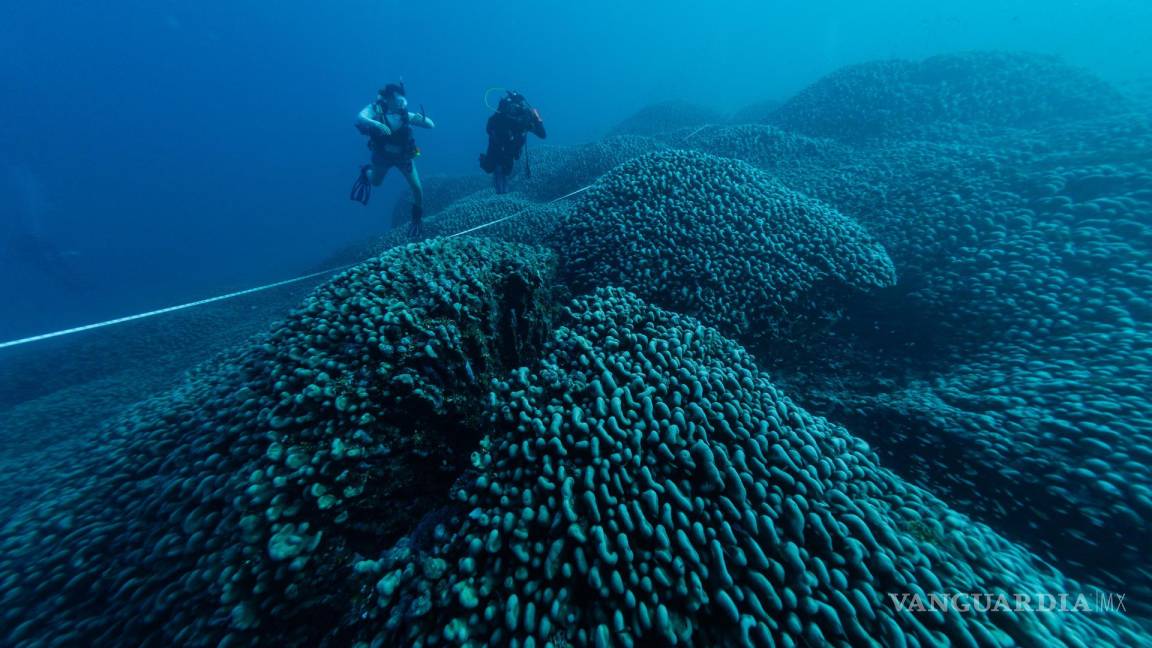 Una expedición científica descubre el coral más grande del mundo en las Islas Salomón