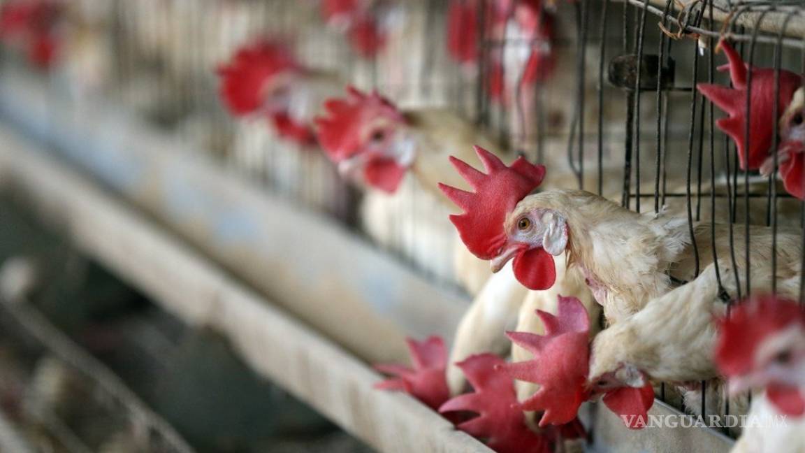 ¿Nueva pandemia?... científicos chinos advierten sobre gripe aviar rusa altamente infecciosa