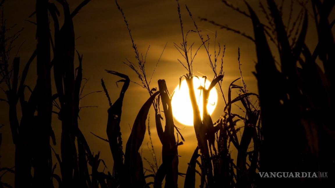 $!Luna de flor, de fresa, de ciervo...¿Cuándo serán todas las lunas llenas del año?