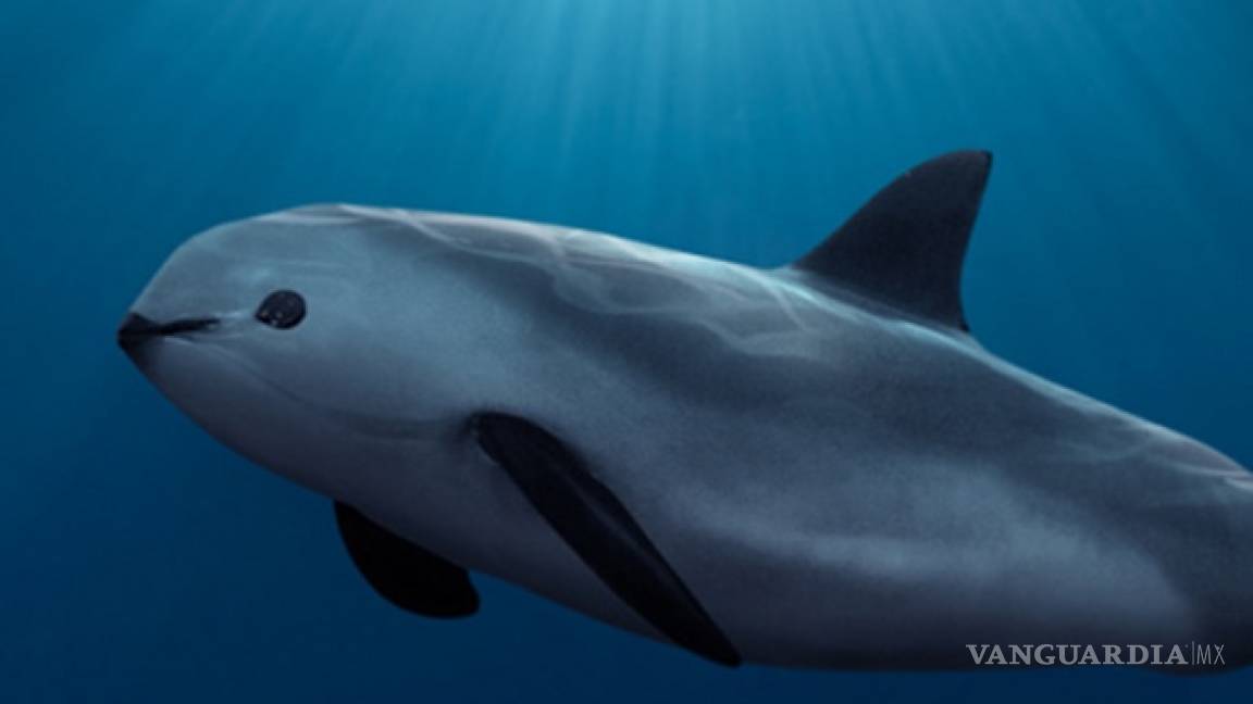 La vaquita marina y otros 8 animales muy mexicanos que están en peligro