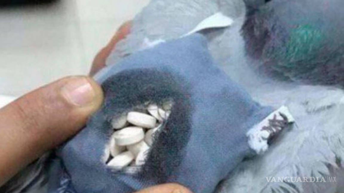Capturan una 'narcopaloma', transportaba droga en mini mochila