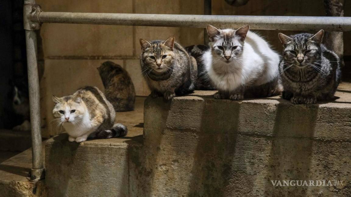 ¿Los gatos podrían volverse portadores de la gripe aviar?