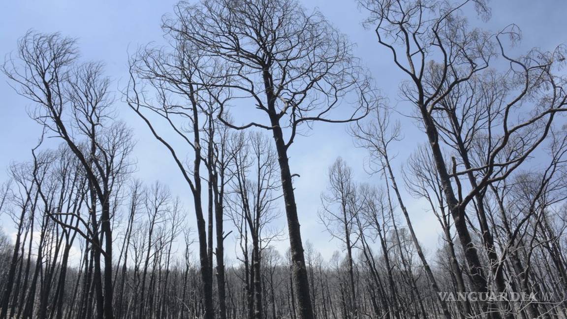 $!Se ha controlado 40% del incendio en Arteaga; más de 800 hectáreas se han visto afectadas