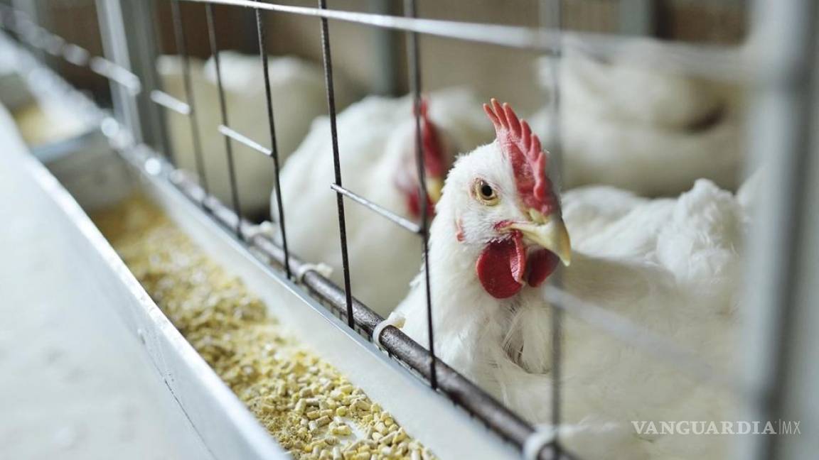 AMLO confirma el primer brote de gripe aviar H5N1 en México, en una granja de Cajeme, Sonora