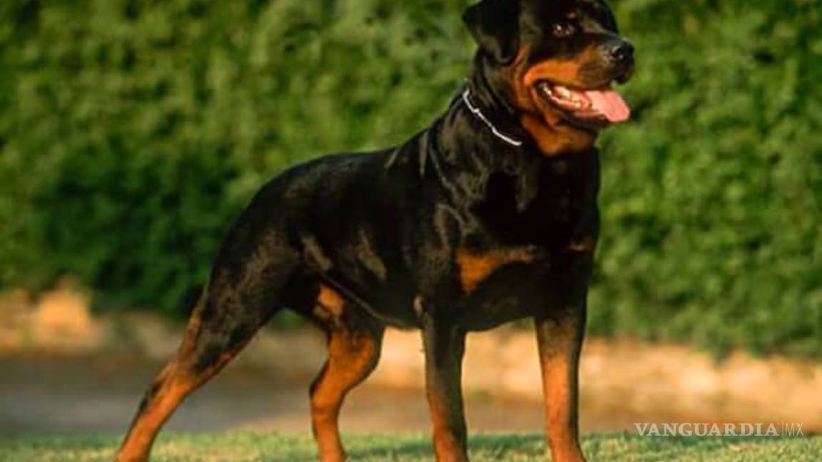 $!¿Cuáles son las 10 razas de perros más inteligentes?