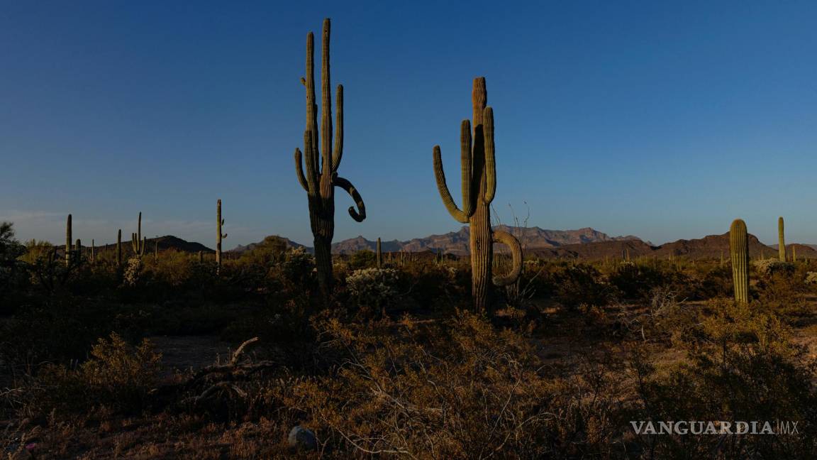 $!Un área del Monumento Nacional Organ Pipe Cactus, a través de la cual se canalizaría el agua de la planta desalinizadora, cerca de Lukeville, Arizona.