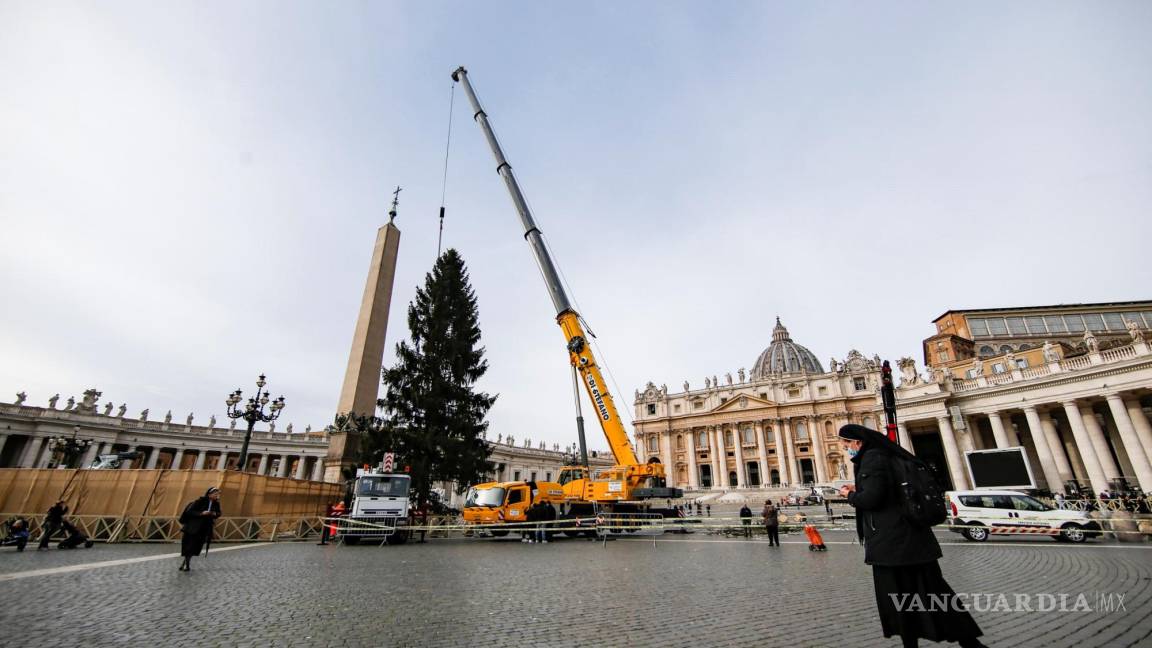 Un abeto de 113 años decorará las fiestas navideñas en la Plaza de San Pedro