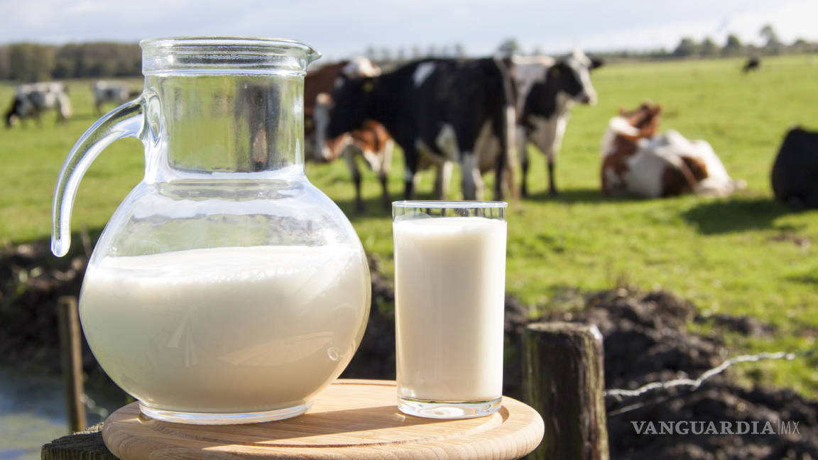La leche animal, proteínas de calidad