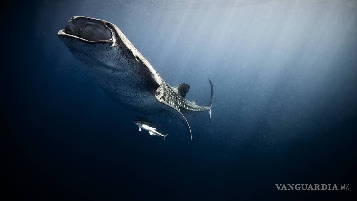 $!En México los tiburones valen más vivos que muertos