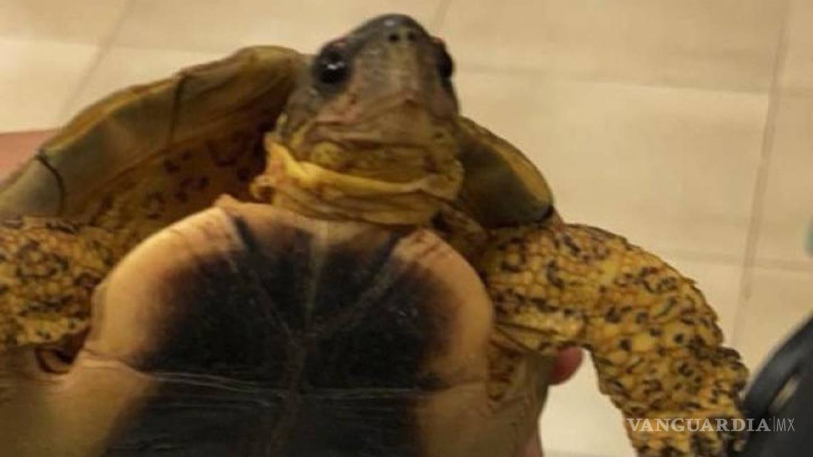 Rescatan a tortuga en el aeropuerto de Mérida; la llevaban escondida en una maleta