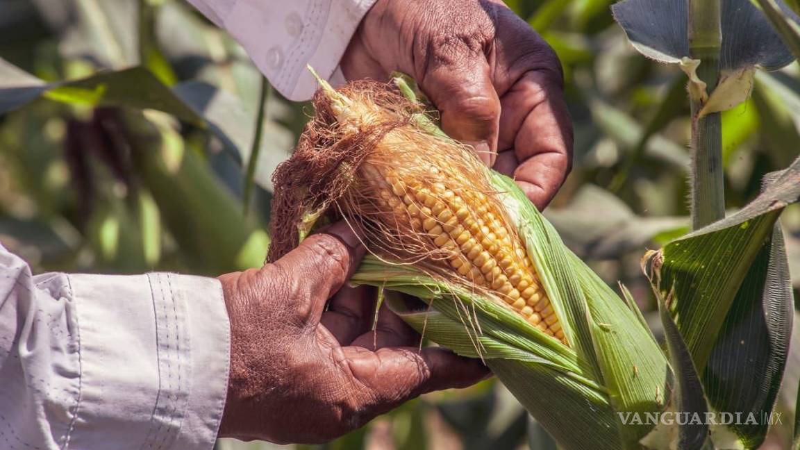 Producción de maíz ha caído en este gobierno, revelan datos de la Sader