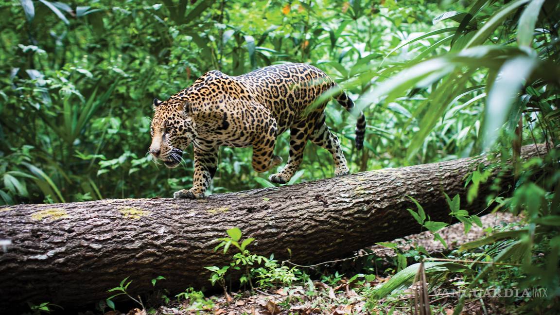 México Belice y Guatemala crean la primer área natural trinacional para proteger al jaguar
