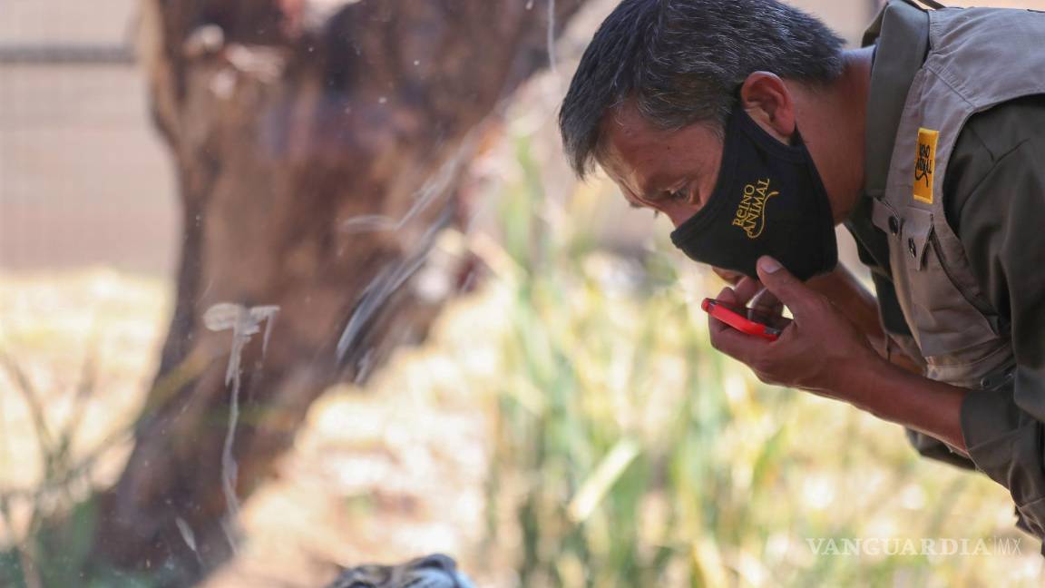 $!El cuidador de jaguares José Luis González observa a un ejemplar de jaguar (panthera onca), en el Santuario Reino Animal en Oxtotipac Otumba, estado de México (México). EFE/Sáshenka Gutiérrez