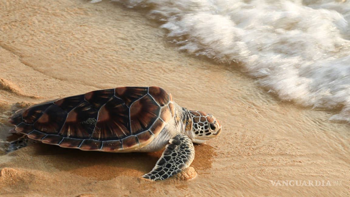 Suman cientos de tortugas muertas en playas de Guerrero
