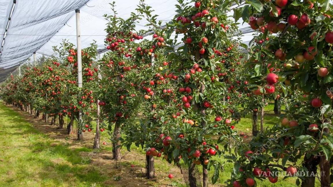 Productores de manzana en Arteaga están de luto; muere ‘Don Pepe’