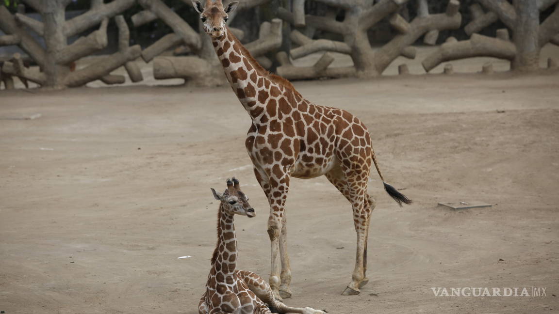 Jirafa bebé nueva inquilina del zoológico de Chapultepec busca que le pongas un nombre