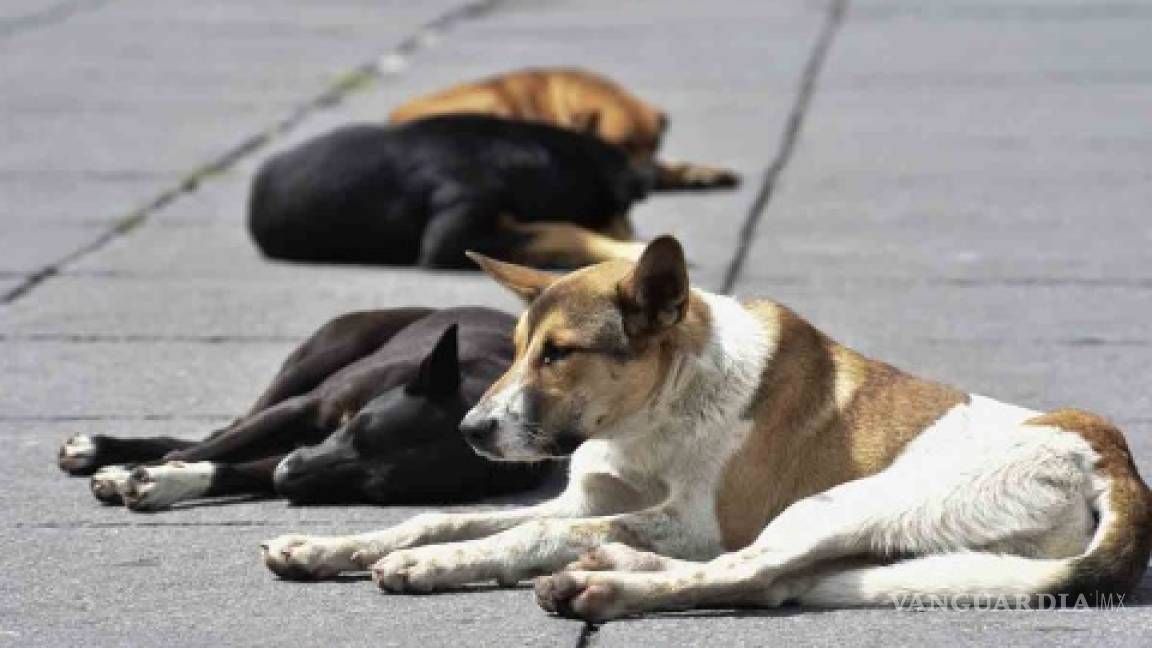 Reportan envenenamiento masivo de perros en Veracruz