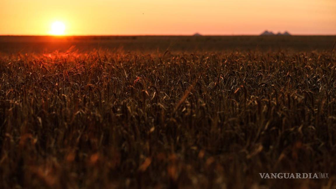 $!Atardecer en un campo de trigo en la región de Donetsk, Ucrania.