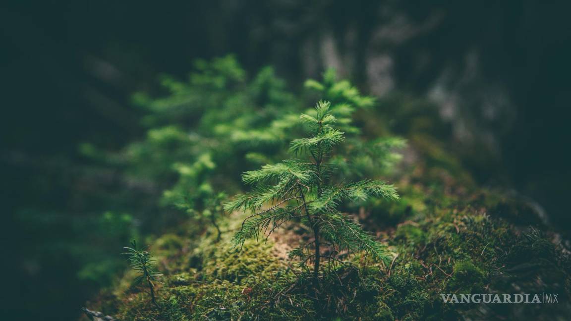 $!Cada 22 de abril celebramos el Día Mundial de la Tierra, una fecha para reflexionar sobre el estado de nuestro planeta.