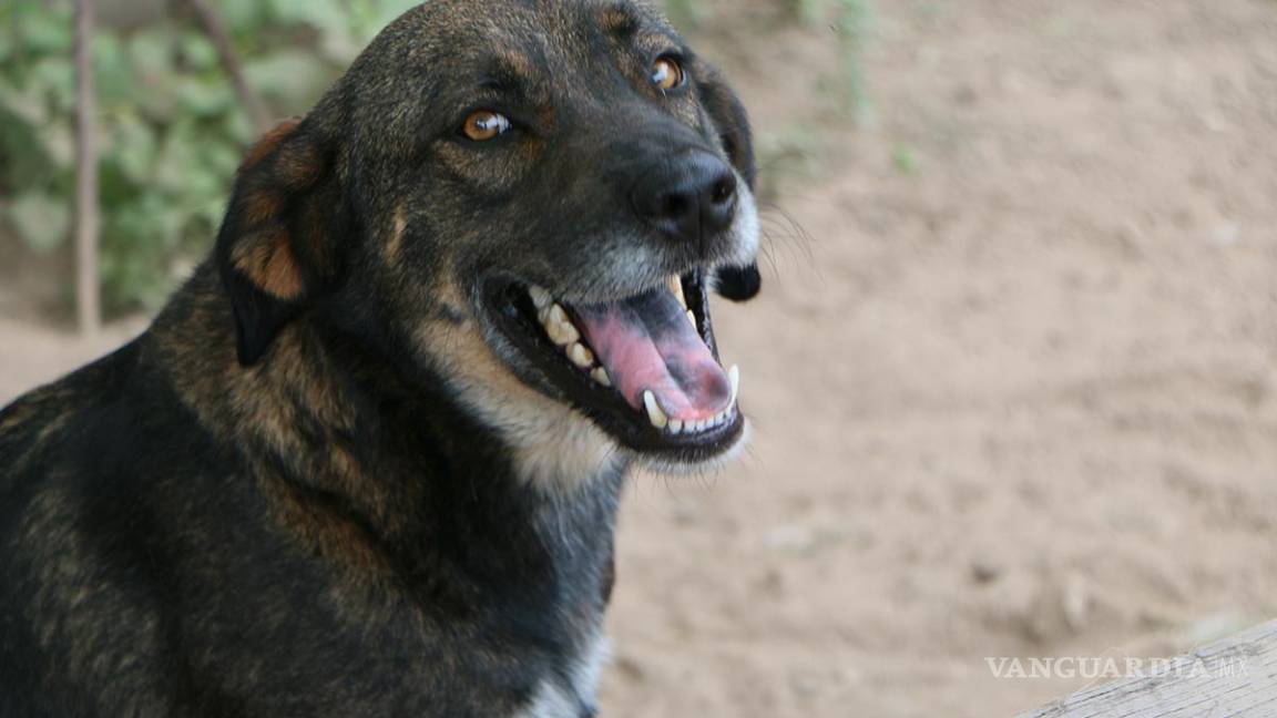 Hay avances en programa de adopción de mascotas rescatadas en Piedras Negras