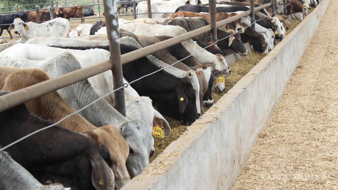 $!El gobierno de Estados Unidos encendió las alertas sanitarias tras detectarse el avance del gusano barrenador más allá del Istmo de Tehuantepec, lo que llevó a nuevas restricciones al ganado mexicano.