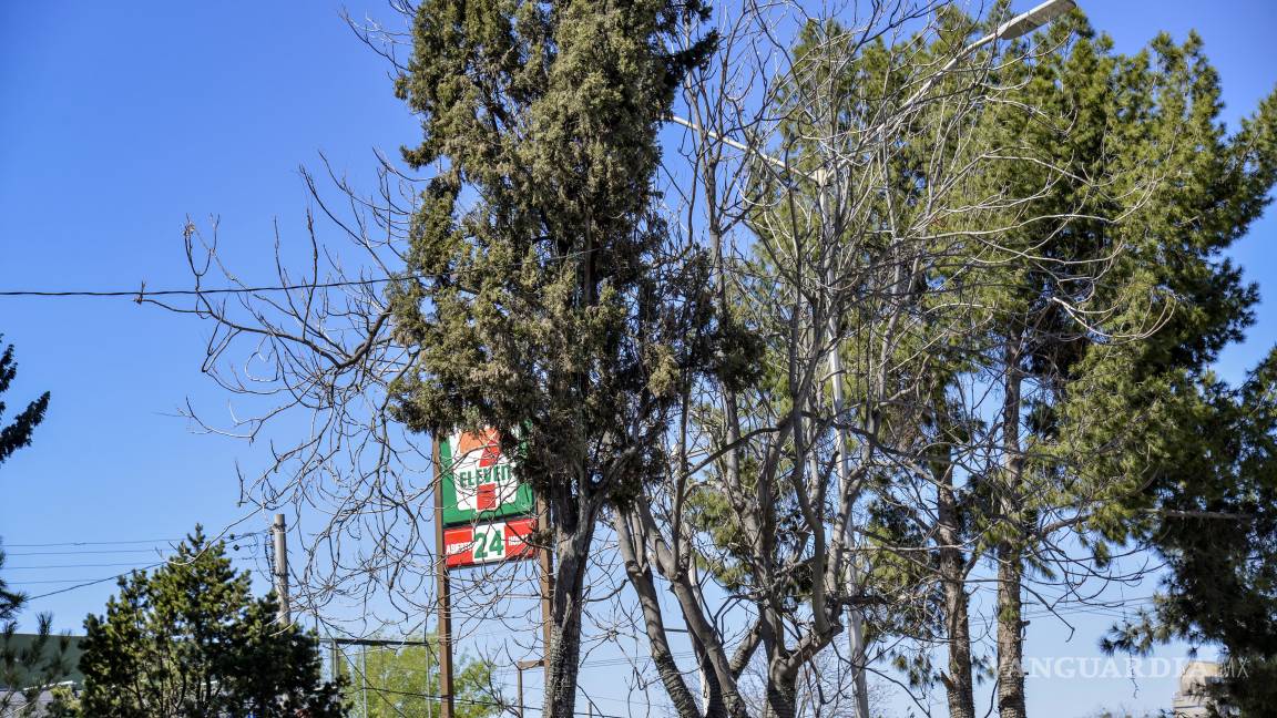 $!Algunos de los viejos pinos del bulevar V. Carranza afean el panorama.