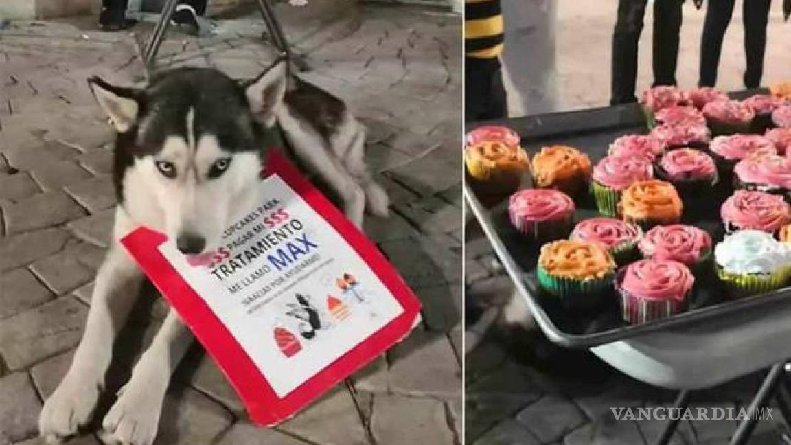 Falleció &quot;Max&quot;, el perro que vendía cupcakes para pagar su tratamiento contra el cáncer
